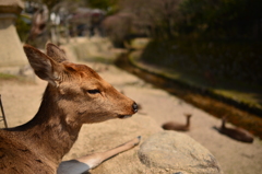 麗らか♪