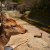 麗らか♪