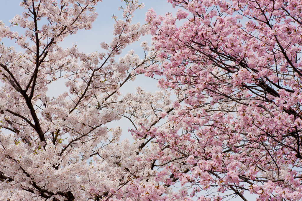 桜の競演