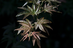 momiji