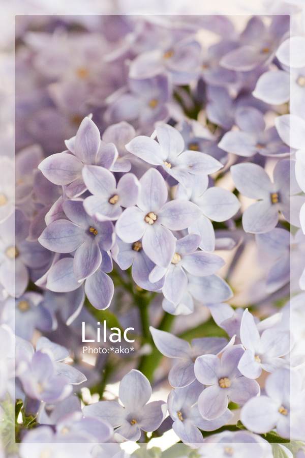 Lilac1