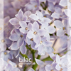 Lilac1