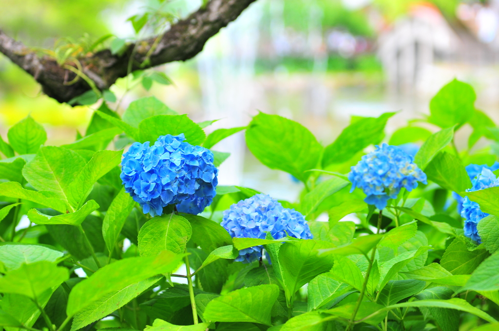 紫陽花