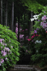 早朝雨のつつじ寺