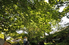 柳川