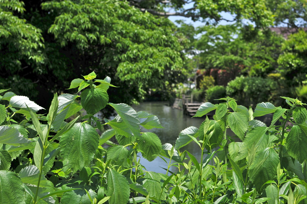 柳川