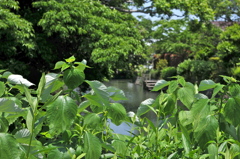 柳川
