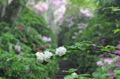 早朝雨のつつじ寺