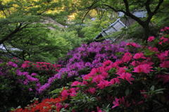 大興善寺　つつじ寺