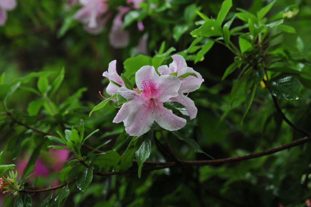 早朝雨のつつじ寺