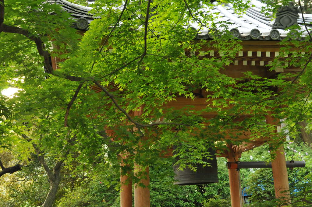 大興善寺　つつじ寺