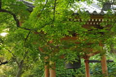大興善寺　つつじ寺