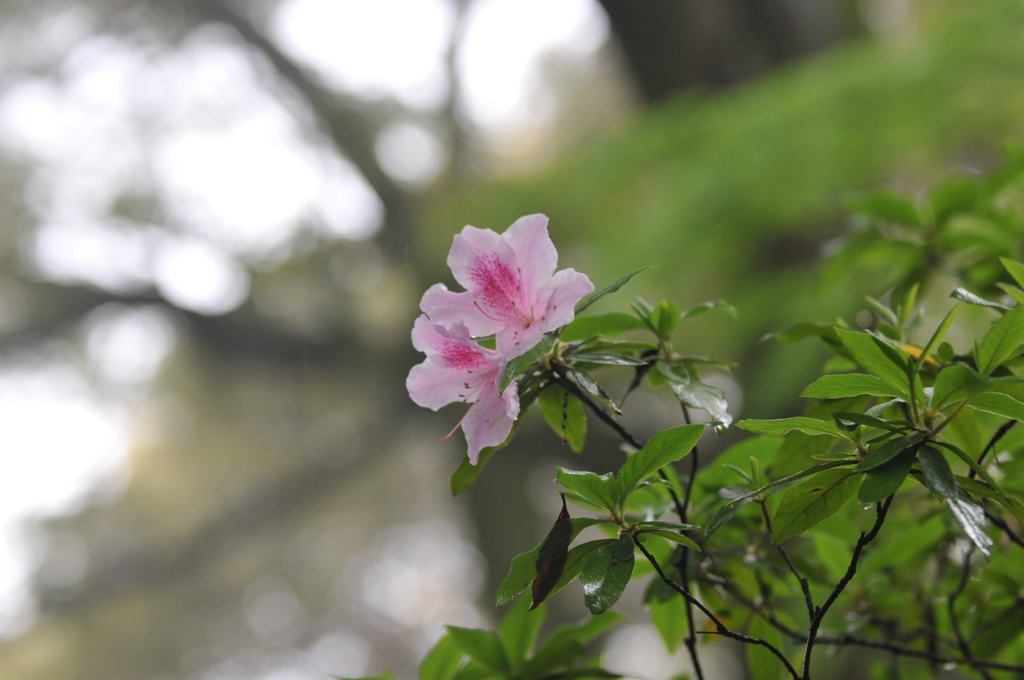 早朝雨のつつじ寺