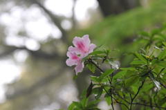 早朝雨のつつじ寺