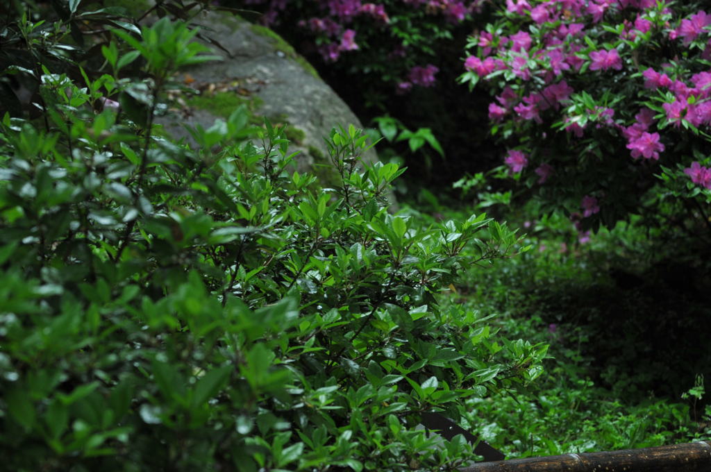 早朝雨のつつじ寺