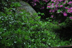 早朝雨のつつじ寺