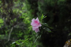 早朝雨のつつじ寺