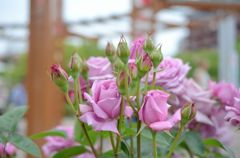 Rose*2