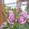 Rose*2