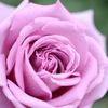 Rose*°