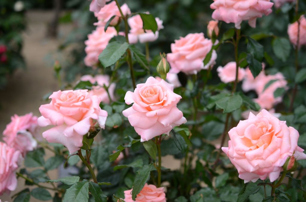Rose*5