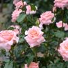 Rose*5