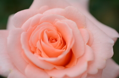 Rose*3