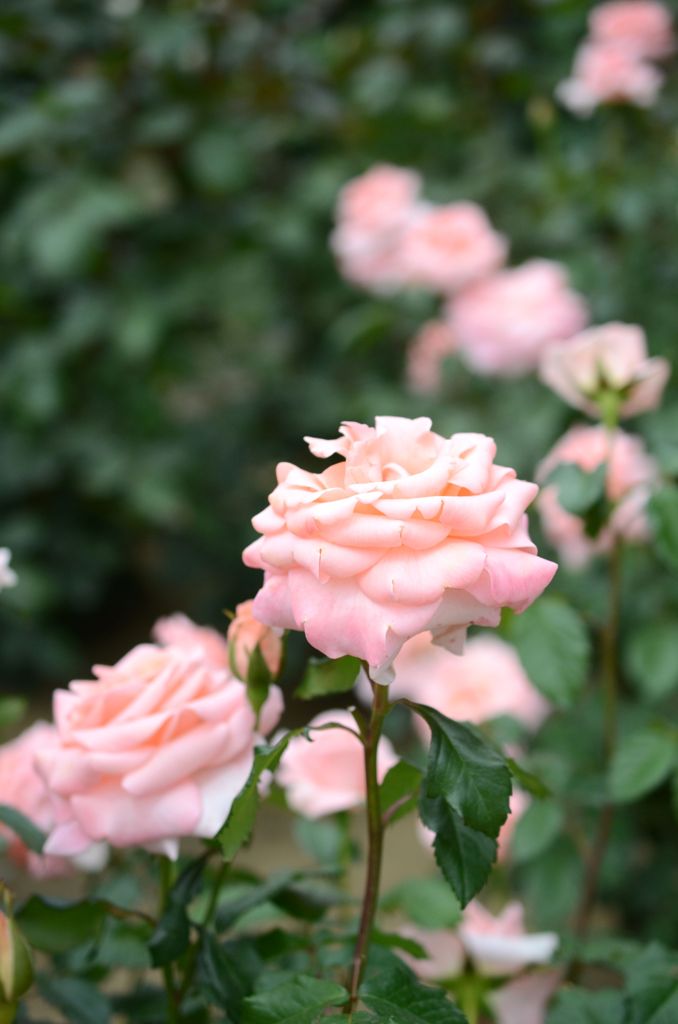 Rose*4