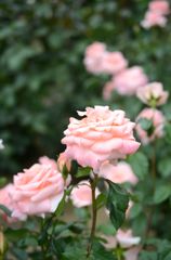 Rose*4