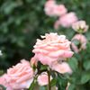 Rose*4