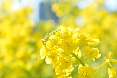 都内の菜の花３