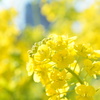 都内の菜の花３