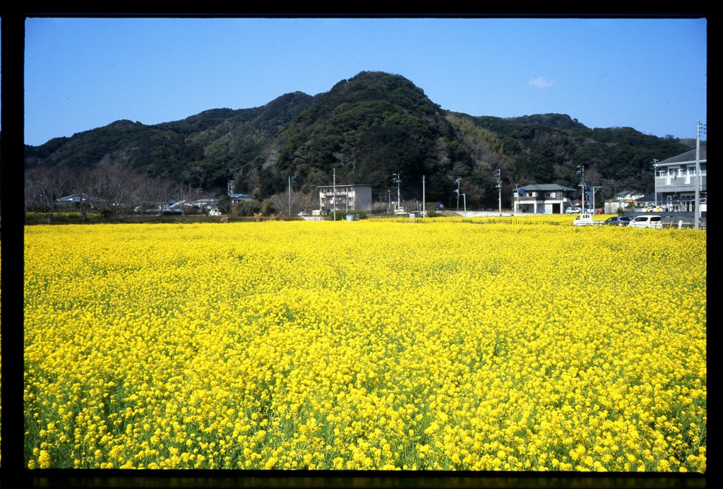 日野（ひんの）の菜の花３