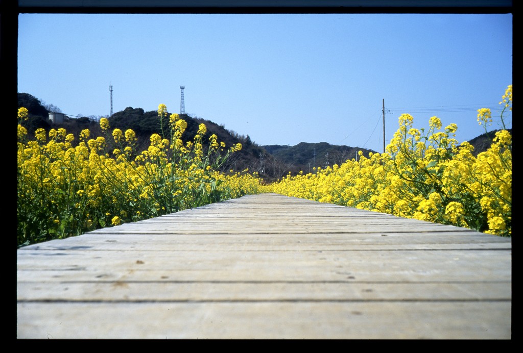 日野（ひんの）の菜の花２