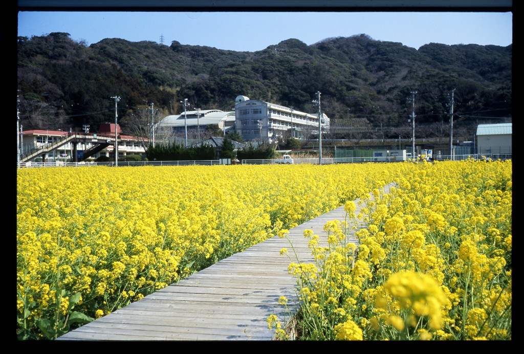 南伊豆　日野（ひんの）の菜の花１
