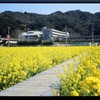 南伊豆　日野（ひんの）の菜の花１
