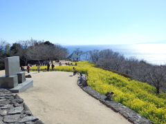 菜の花畑２