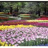 昭和記念公園チューリップ４