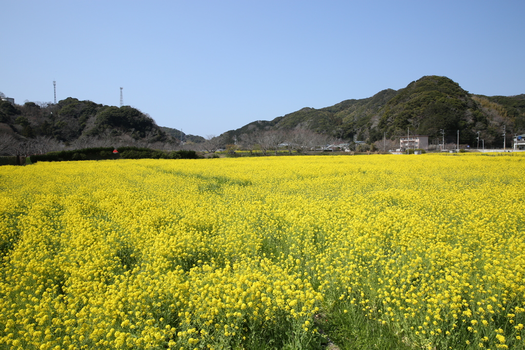 日野の菜の花４