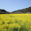 日野の菜の花４