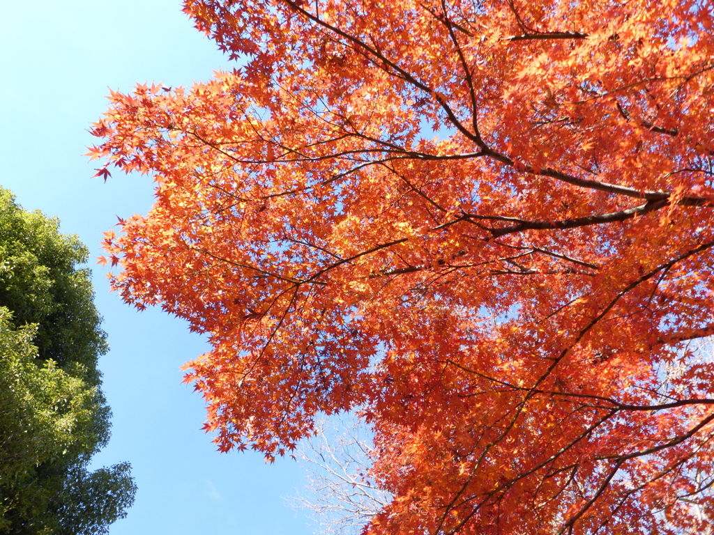 冬の紅葉