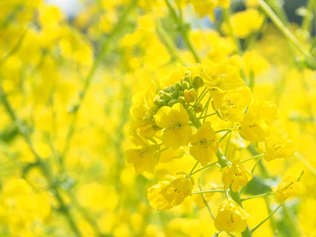 菜の花４