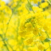 菜の花４