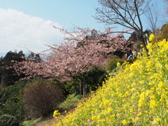 花の共演２