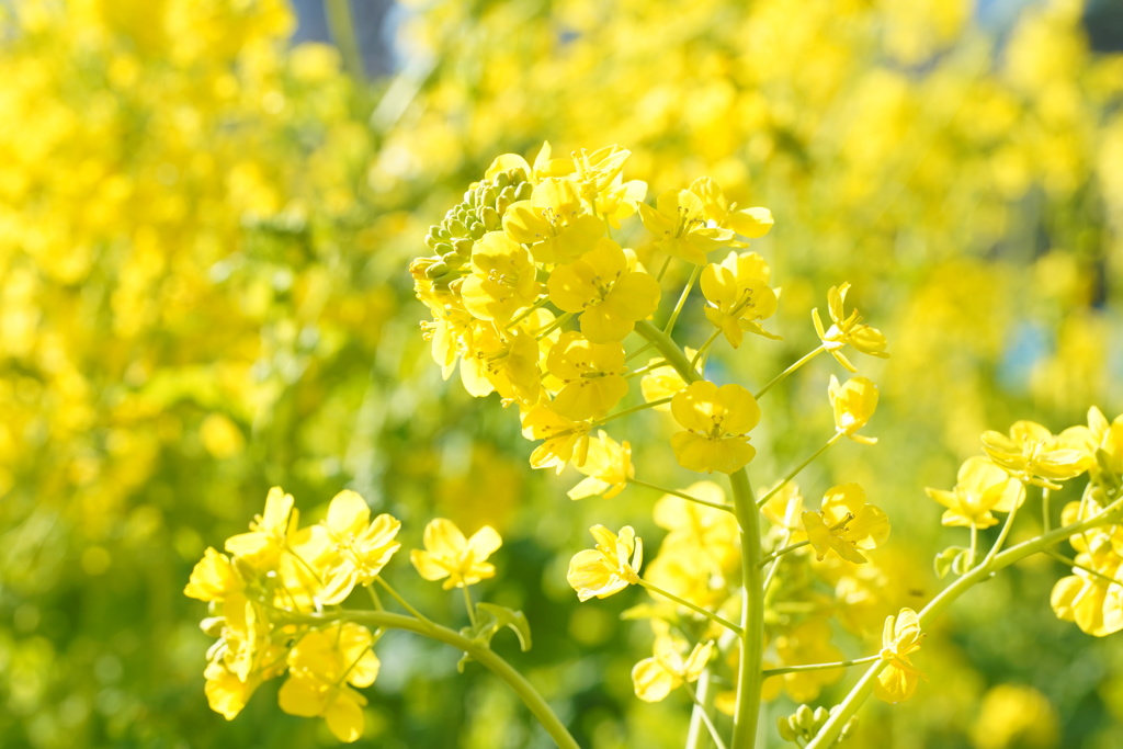 都内の菜の花１