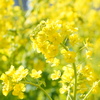 都内の菜の花１