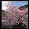 河津桜　原木