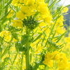 菜の花１