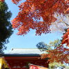 冬の紅葉２