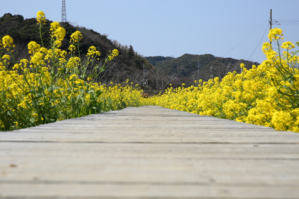 日野の菜の花２